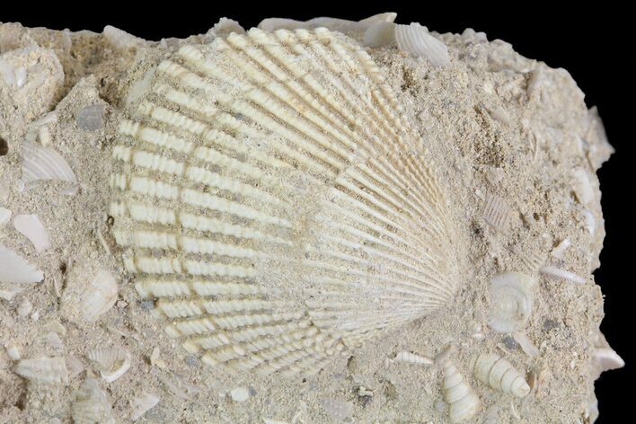 Eocene Fossil Clam (Venericardia) - Damery, France #73828